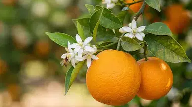 Takvimde Nisan, Ruhumda Portakal Çiçeği