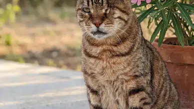 Yenimahalle Sessiz Bir Gidiş: Tekila'ya Veda...