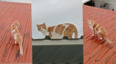 Çatımızdaki Turuncu Melek: Cipsy