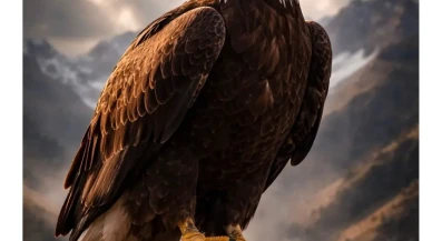 🦅 Kartalların Yeniden Doğuş Hikâyesi