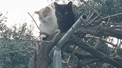 Köyceğiz’de Yerçekimi Sadece Bir Öneri