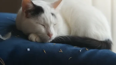 Bir "Karakulak" Geçti Bu Dünyadan: Çaresizliğin Çocuğum