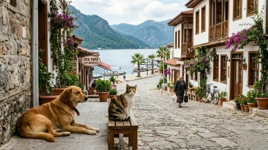 Köyceğiz Günlükleri: Sokakların Sessiz Sahipleri