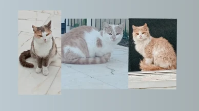 Köyceğiz Sokağındaki En Değerli Komşularımız: Ayrılmaz Üç Kardeş