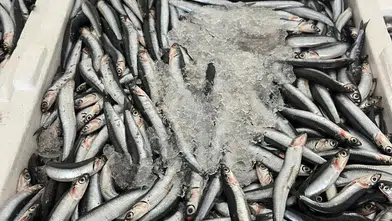 Dalaman'da Taze Karadeniz Bolluğu, İndirimli Fiyatlar!