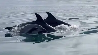 Fethiye Şövalye Adası Açıklarında Yunus Şov Heyecanı!