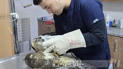 Seydikemer'de Yaralı Şahin Bulundu: Kanadında Kırık Tespit Edildi