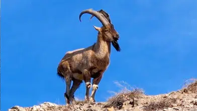 Köyceğiz'de 11 Yaban Keçisi Avı İçin İhale Açıldı