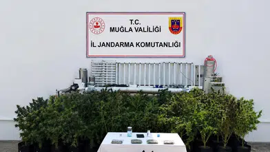 Bodrum'da Dev Uyuşturucu Operasyonu: 56 Kök Kenevir Yakalandı!