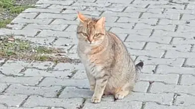 Köyceğiz’in Şanslı Kedisi "British": Sokaktan Kurtarıldı, Yeni Ailesini Bekliyor!