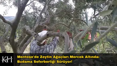 Menteşe'de Zeytin Budama Seferberliği: Çiftçiye Sahada Eğitim