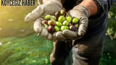 Rüyada Zeytin Toplamak Ne Demek, Anlamı Nedir? Rüya Tabiri