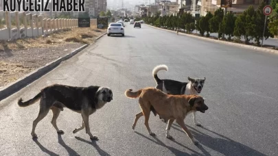 Mamak'ta Hayvan Katliamı İddiası: Belediye Avukatları İnceleme Başlattı