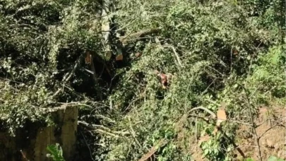 Rize Çayeli’nde Ağaç Kesimi Kazası: Hızır Küçük Hayatını Kaybetti