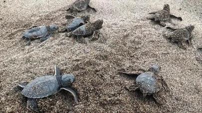 Küresel Isınma Cinsiyet Dengesini Bozuyor