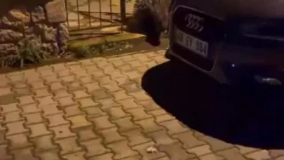 Fethiye Akarca’da Yaban Hayvanı Şehir Merkezine İndi: Mahallede Panik