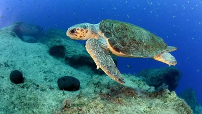 Köyceğiz’de Ne Yapılır? Göl, Kanal, Kaplıca ve Doğa Etkinlikleriyle Dolu Bir İlçe