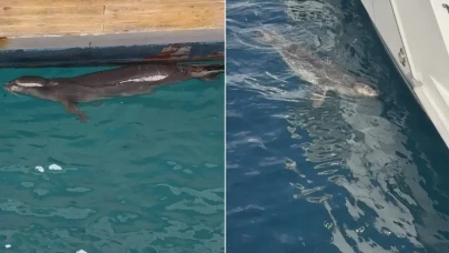 Bodrum'da Akdeniz Foku Görüntülendi