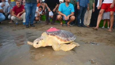 Yaralı Caretta Caretta Tuba, Yıllar Sonra Dalyan’a Döndü: 28 Bin Kilometrelik Yolculuk