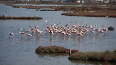 Allı Turnalar Tuzla Sulak Alanı’na Geldi! Milas’ta Flamingo Göçü Başladı