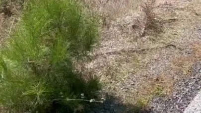 Marmaris Turgut Mahallesi’nde Trafik Kazası! Araç Yol Kenarına Savruldu, Yaralanan Olmadı