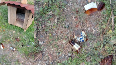 Köyceğiz’de Sokak Hayvanına Kırık Camla Saldırı Girişimi Tepki Çekti