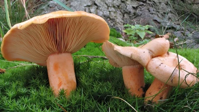 Çıntar Sezonu Açıldı! Karabörtlen Ormanlarında Sepetler Doldu