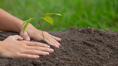 Köyceğiz’de 11 Kasım Ağaçlandırma Günü! Halk Davet Edildi
