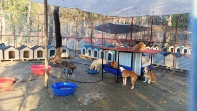 Köyceğiz Belediyesi Barınağına 95 Plastik Kulübe ve 8 Yemlik Kuruldu