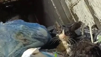 Bodrum’da Çöpe Atılan Kedi Son Anda Kurtarıldı! Tepki Yağıyor
