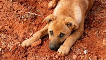 Köyceğiz Ulucami Mahallesi’nde Sokak Hayvanlarına Zehirli Yiyecek Skandalı