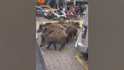 Fethiye'de Aç Kalan Yaban Domuzları Şehir Merkezine İndi