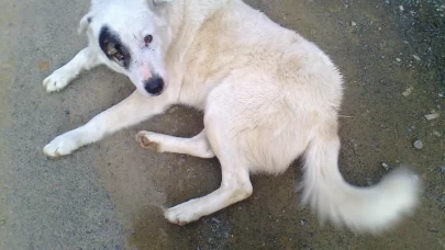 Köyceğiz Yayla Köyü’nde Sokak Köpeklerinin Öldürülmesi İddiası Gündemde