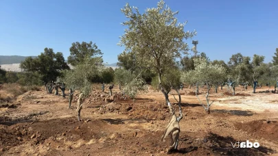 Muğla’da 151 Zeytin Ağacı Yeniden Hayat Buldu! Bilimsel Taşıma Başarıyla Tamamlandı