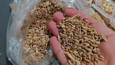 Milas Belediyesi’nden Üreticiye Ata Tohumu Desteği: Karakılçık Buğdayı Ücretsiz Dağıtılacak