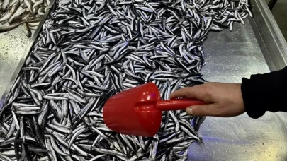 Karadeniz Hamsisi Muğla’da Tezgaha Çıktı: 2025 Sezonu 250 TL’den Başladı