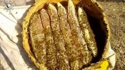 Altından Pahalı ve Hasat Başladı: Kilosu 6 Bin TL, Dubai’den Sipariş Yağıyor