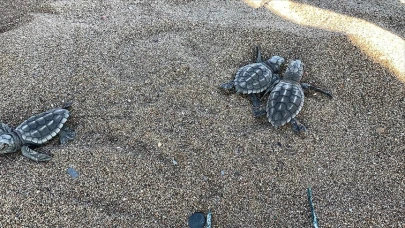 İztuzu Plajı’nda 30 Bin Yavru Caretta Caretta Denizle Buluştu