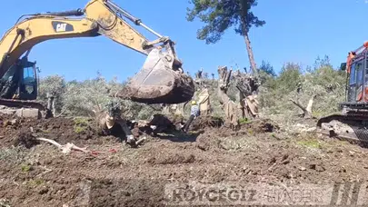 Akbelen'de Anayasal Suç İddiası: Limak ve İçtaş Zeytinleri Söküyor!