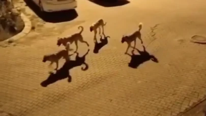 Muğla'da köpek sorunu kontrolden mi çıktı? Vatandaşın isyanı belediyeyi zora soktu!