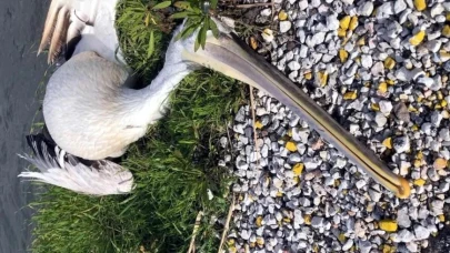 Milas’ta Ak Pelikan Trafik Kurbanı Oldu, Tuzla Sulak Alanında Soruşturma