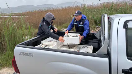 Güllük'de Kaçak Avcılık Darbesi: 80 Kilo Kefale El Konuldu!