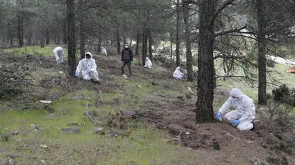 Muğla Ormanlarına Terminatör Böcek: 6 Bin 500 Salım Yapıldı!