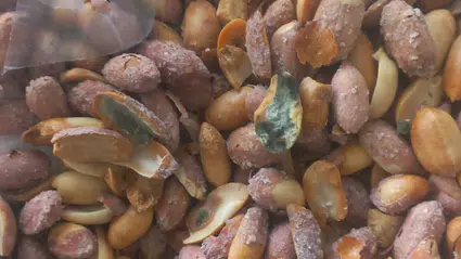 Köyceğiz Pazarı'nda 'Osmaniye Fıstığı' Tuzağı! Ucuz Diye Alanın Midesi Bozuluyor