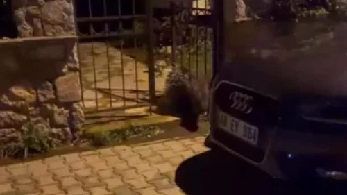 Fethiye Akarca’da Yaban Hayvanı Şehir Merkezine İndi: Mahallede Panik