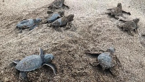 Küresel Isınma Cinsiyet Dengesini Bozuyor