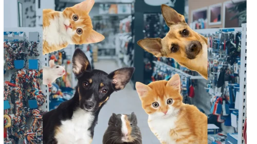 Köyceğiz’de Petshop Nerede? Evcil Hayvan Ürünleri İçin Tek Adres