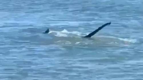 Van Gölü Canavarı Efsanesi Geri Mi Dönüyor? Yeni Görüntüler Tartışma Yarattı