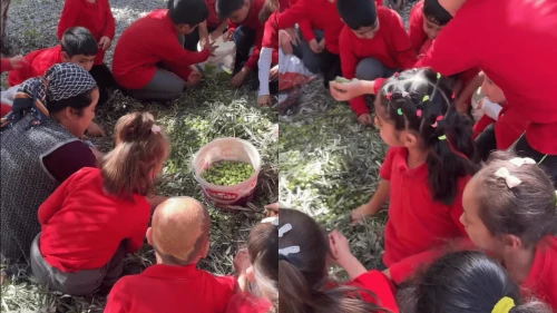Köyceğiz’de öğrenciler zeytin hasadı yaptı! Demirli İlkokulu’nda Doğa Eğitimi Sürprizi