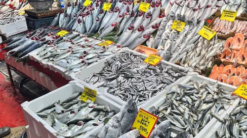 Balık Fiyatları Ne Kadar Oldu? Karadeniz’de Hamsi Bolluğu, Palamut Kıtlığı